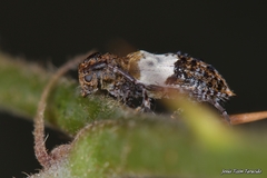 Pogonocherus hispidulus