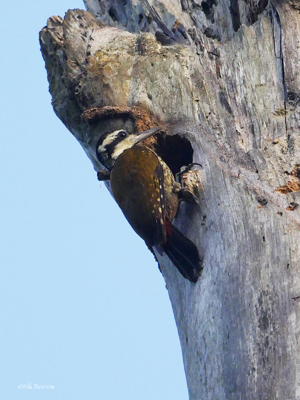 Fire-bellied Woodpecker (Chloropicus pyrrhogaster) photo