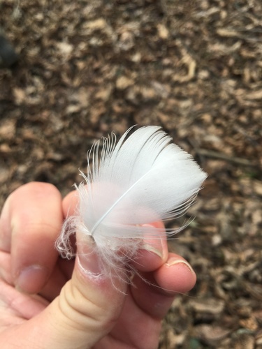 Plume de Oie des neiges
