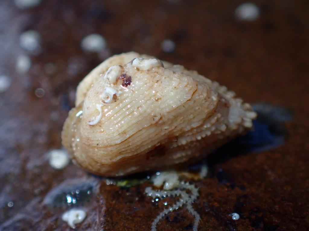 Botany Bay Ark-shell from Central Coast NSW, Australia on January 21 ...