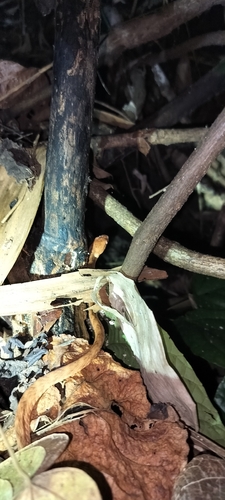 Andaman Cat Snake