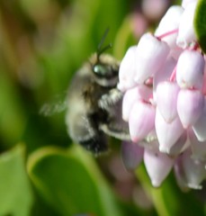 Anthophora edwardsii
