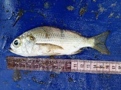 Bigeye grunt (Brachydeuterus auritus) — Haemulidae