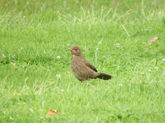Turdus chiguanco