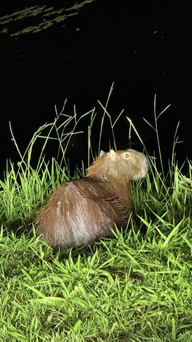 Capybara