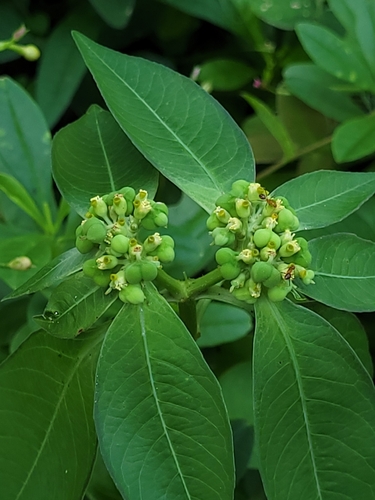 Euphorbia heterophylla