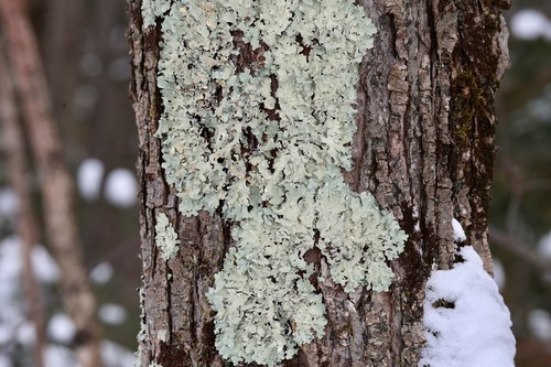 common greenshield lichen