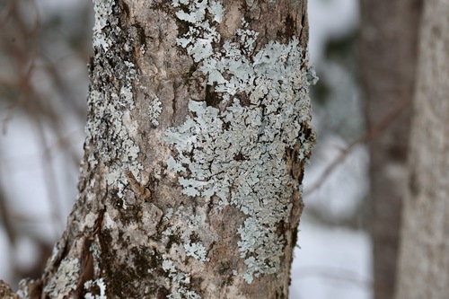typical shield lichens