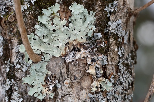 common greenshield lichen