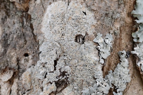 Common Script Lichen