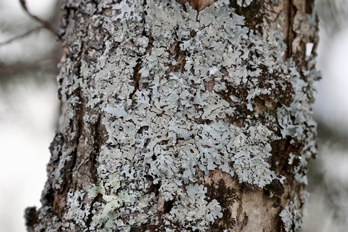 typical shield lichens