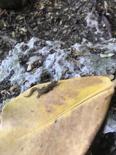Caicos Geckolet, Sphaerodactylus caicosensis