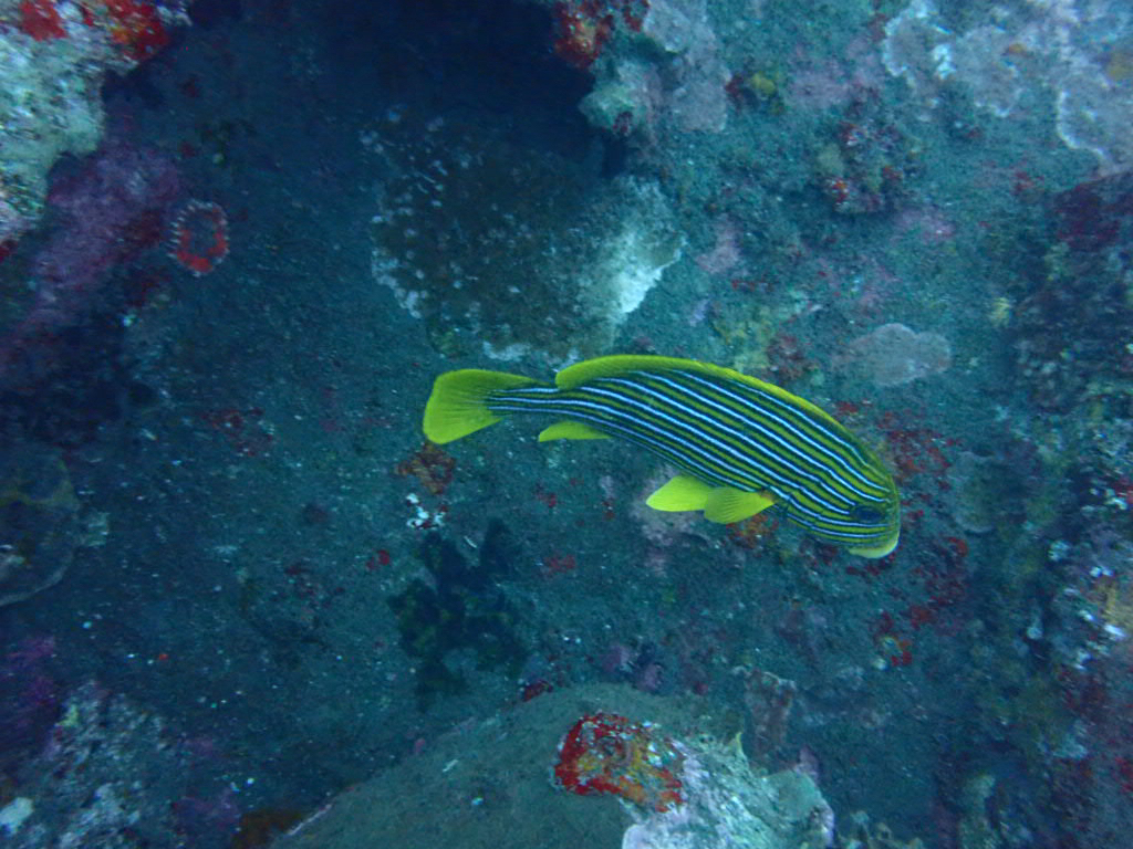 Ribboned Sweetlips (Plectorhinchus polytaenia)