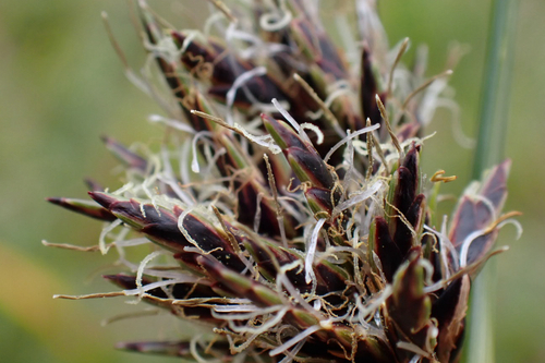 Cyperus rigidifolius observed 2026-01-23