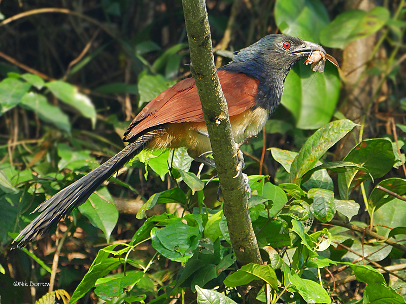 Black-throated Coucal illustration