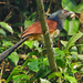 Black-throated Coucal - Photo (c) Nik Borrow, some rights reserved (CC BY-NC)