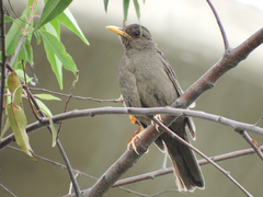 Turdus chiguanco