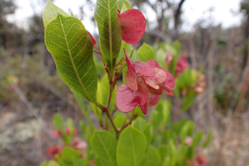 Dodonaea viscosa observed 2026-01-23