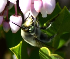 Anthophora edwardsii