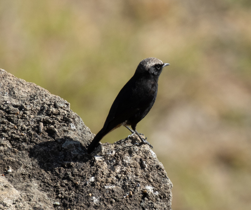 Abyssinian Wheatear (Oenanthe lugubris), photo 4