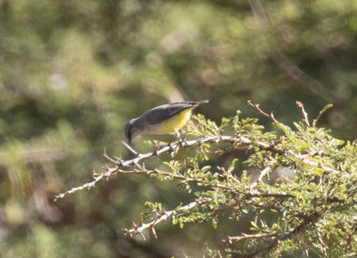 Yellow-bellied Eremomela (Eremomela icteropygialis), photo 10