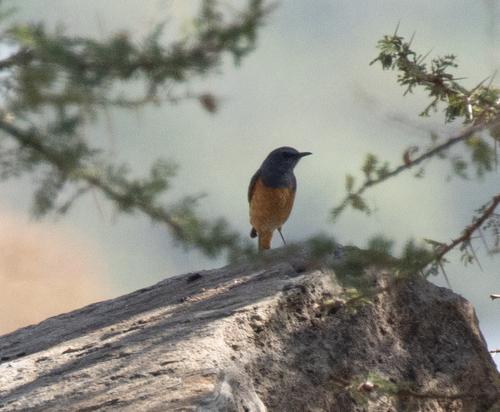Little Rock Thrush (Monticola rufocinereus), photo 6