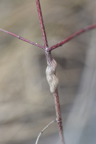 Unknown species found near 8305 Camp Durant Rd, Raleigh, NC 27614