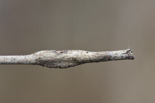 Unknown species found near 8305 Camp Durant Rd, Raleigh, NC 27614