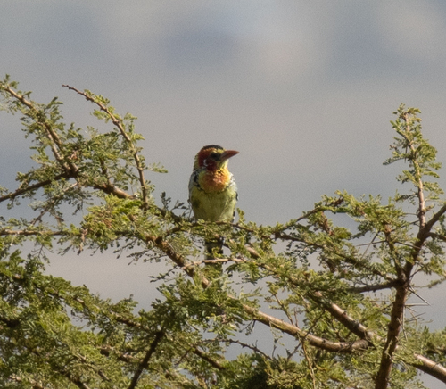 Red-and-yellow Barbet