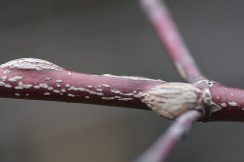 Unknown species found near 8305 Camp Durant Rd, Raleigh, NC 27614