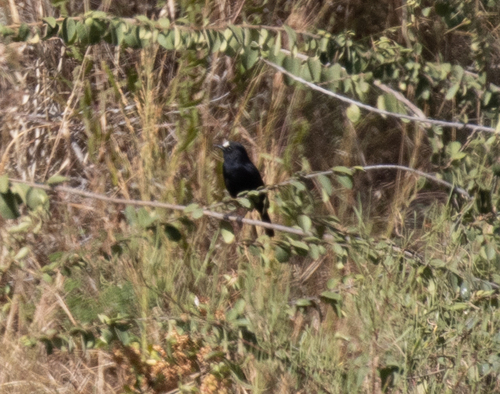 White-fronted Black Chat (Oenanthe albifrons), photo 6
