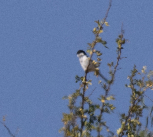 Northern Fiscal