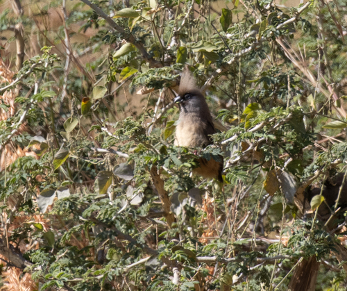 Speckled Mousebird