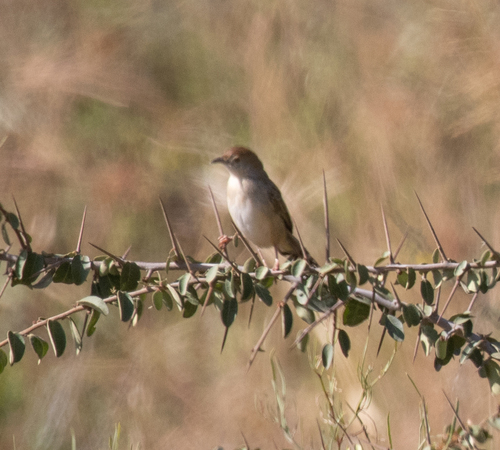 Rattling Cisticola
