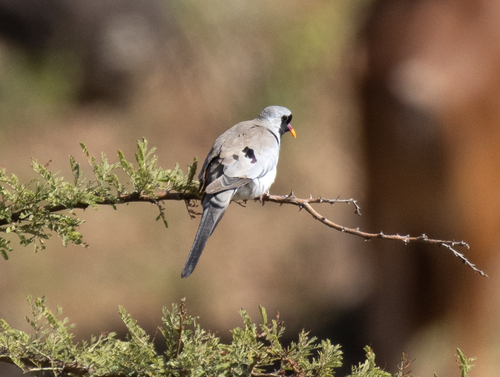 Namaqua Dove