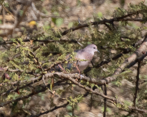 Laughing Dove