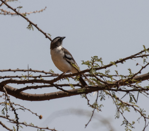 White-browed Sparrow-Weaver