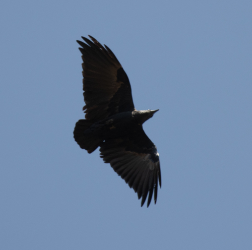 Fan-tailed Raven