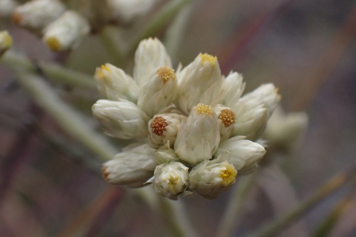 Pseudognaphalium attenuatum, 2026-01-23