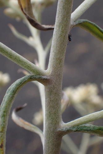 Pseudognaphalium attenuatum