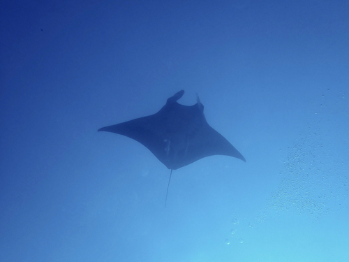 Reuzenmanta (Manta birostris) — Myliobatidae — 4