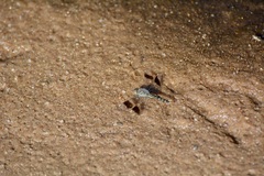 Brachythemis leucosticta