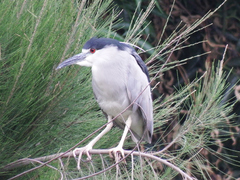 Nycticorax nycticorax