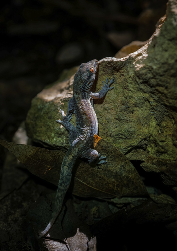 Cuban Croaking Gecko, Aristelliger reyesi