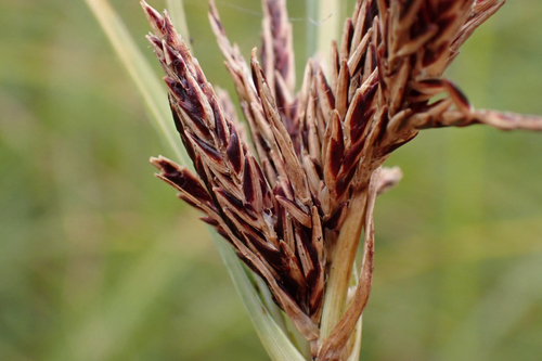 Cyperus rigidifolius observed 2026-01-23