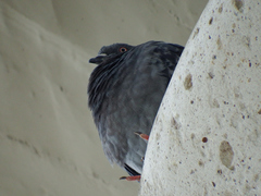 Columba livia domestica