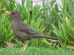 Turdus chiguanco