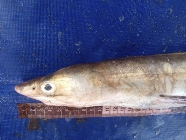 Guinean pike conger (Cynoponticus ferox) — Muraenesocidae