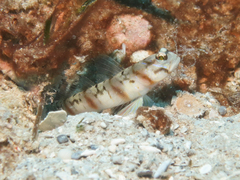 Thinbar Shrimpgoby photo 4