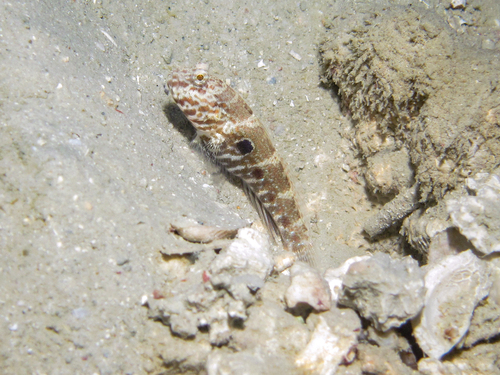 Target prawn-goby (Cryptocentrus strigilliceps) — Gobiidae — 3
